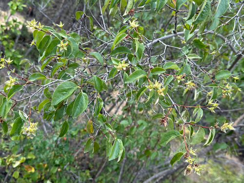 Lewis' mock orange