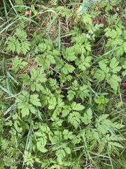 Chaerophyllum hirsutum