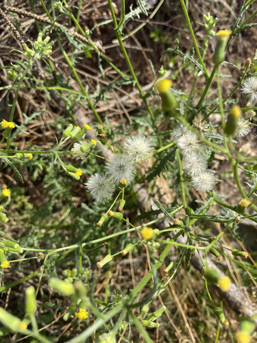 Senecio sylvaticus, photograph 5