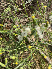 author not stated, no rights reserved Senecio sylvaticus, photograph author not stated, no rights reserved