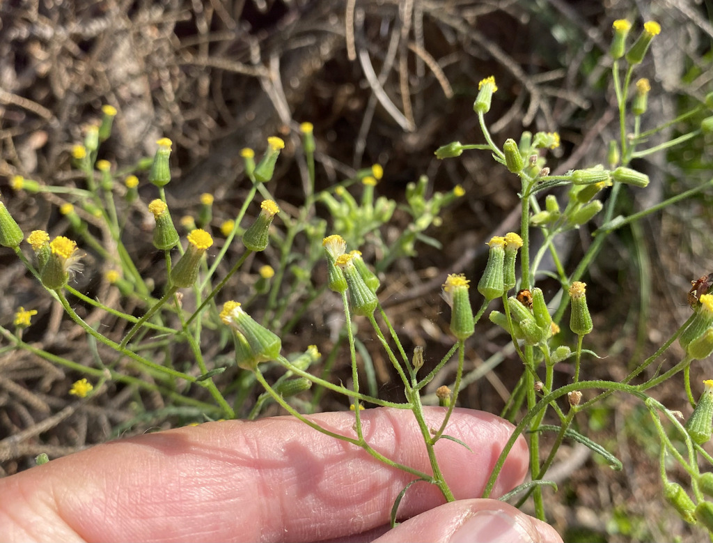 Senecio sylvaticus; photograph author not stated, no rights reserved