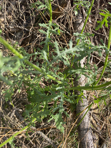 Senecio sylvaticus, photograph 4