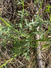 author not stated, no rights reserved Senecio sylvaticus, photograph author not stated, no rights reserved