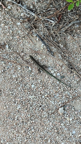 Tyrrhenian Wall Lizard