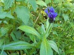 Centaurea montana