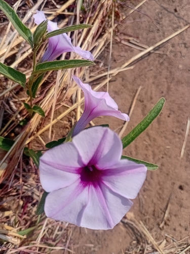 Narrowleaf Morning Glory