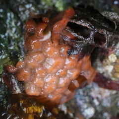 Aplidium coei