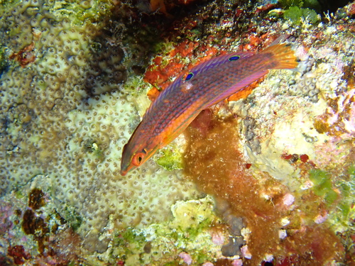 Halichoeres biocellatus observed 2026-08-29