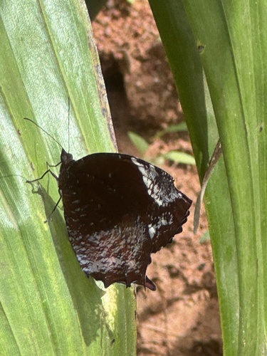 Tailed Palmfly