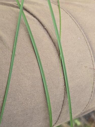 Carex melanostachya