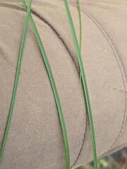 Carex melanostachya