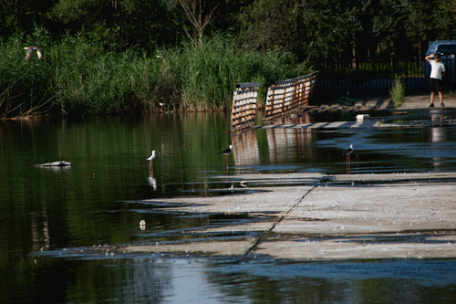 Black-winged Stilt