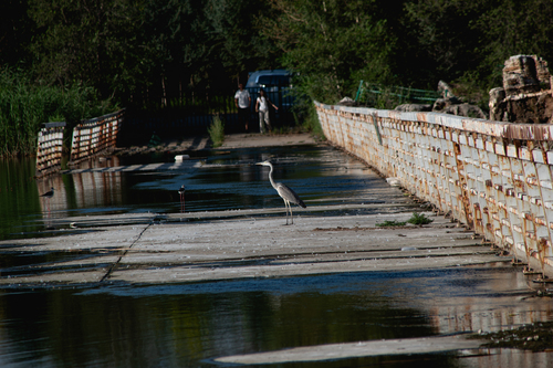 Grey Heron
