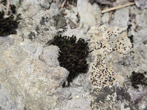 Orthotrichum anomalum observed 2026-08-27