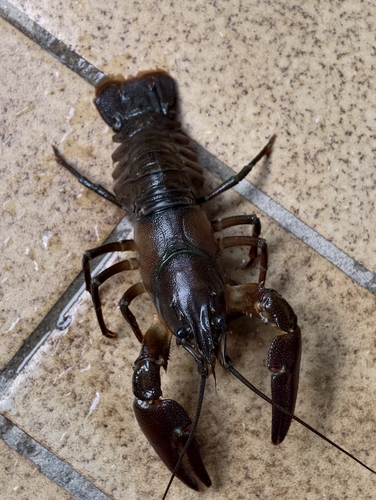 Signal Crayfish