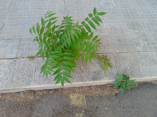 tree-of-heaven