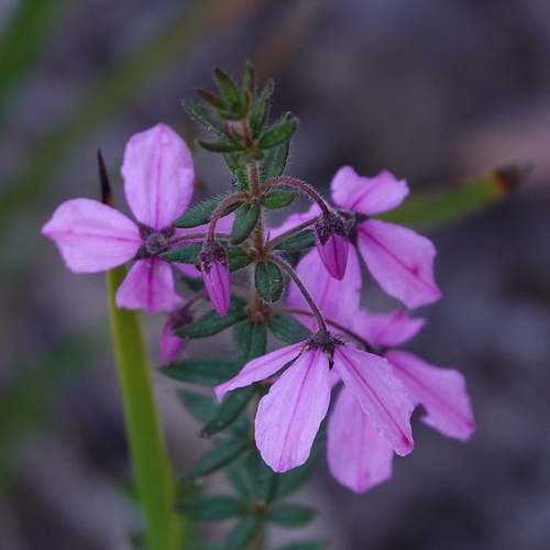 Tetratheca thymifolia, photograph 2