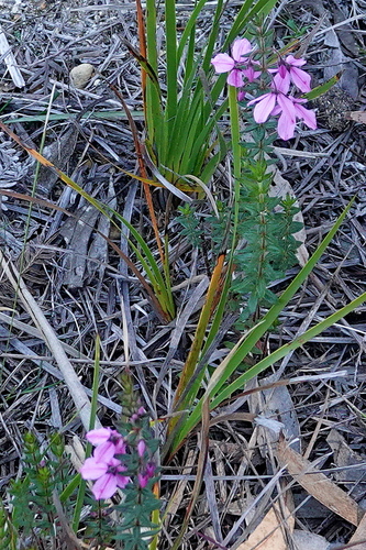 Tetratheca thymifolia, photograph 3