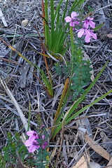 (c) Max Campbell, some rights reserved (CC BY) Tetratheca thymifolia, photograph (c) Max Campbell, some rights reserved (CC BY)