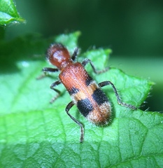 Enoclerus rosmarus