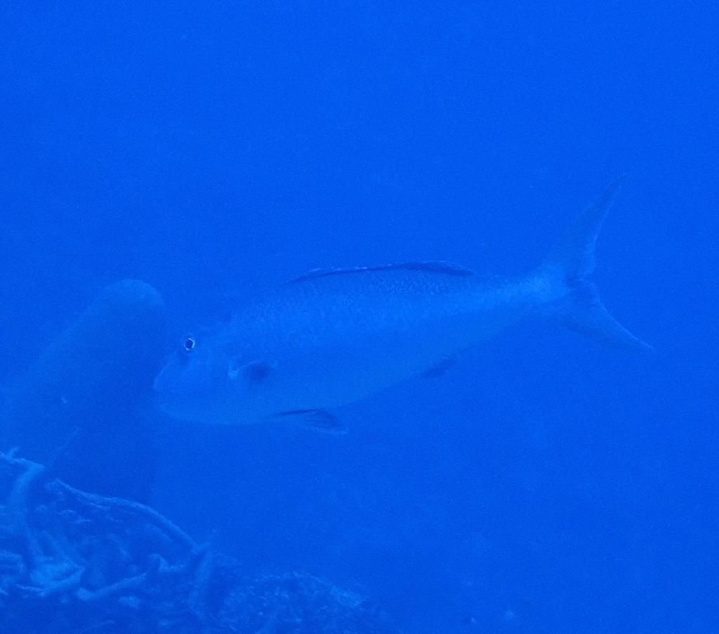 Green jobfish