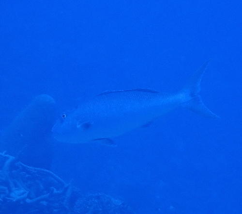 Aprion virescens observed 2026-08-29