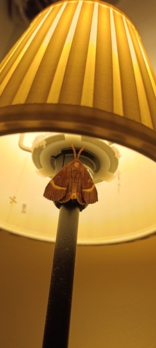 Oak Eggar