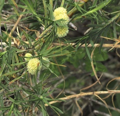 Acanthocarpus preissii