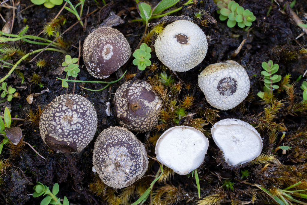 Bovista californica