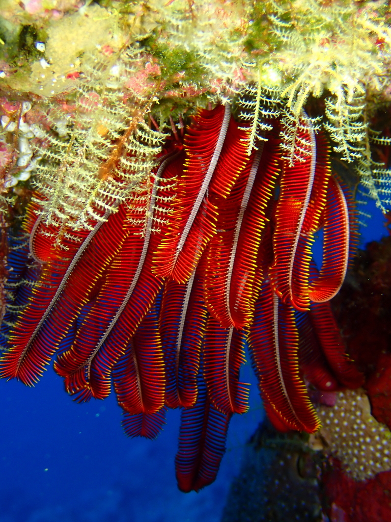 Beautiful Feather Star