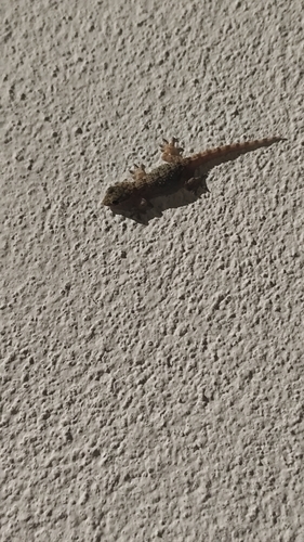 Moorish Gecko