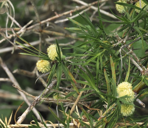 Acanthocarpus preissii, photograph 1