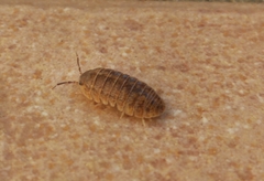 Armadillidium assimile