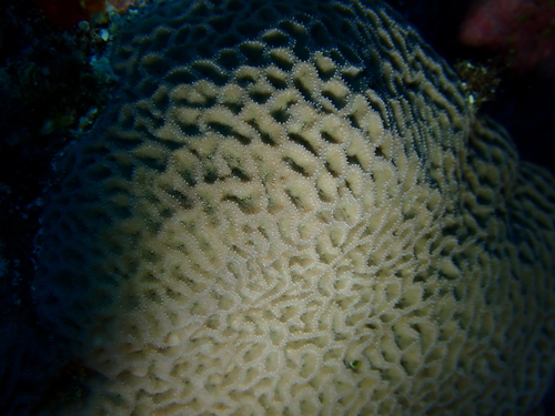 Psammocora columna observed 2026-08-29
