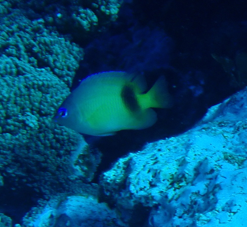 Plectroglyphidodon johnstonianus observed 2026-08-29
