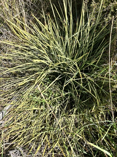 Aciphylla squarrosa, photograph 5