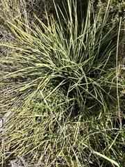 Aciphylla squarrosa, photograph (c) Tia McNicholl, some rights reserved (CC BY)
