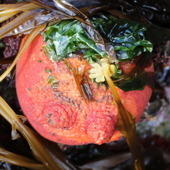 Halocynthia aurantium