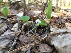 Viola renifolia
