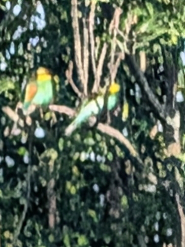 European Bee-eater
