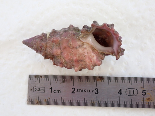 Cerithium echinatum observed 2026-08-29