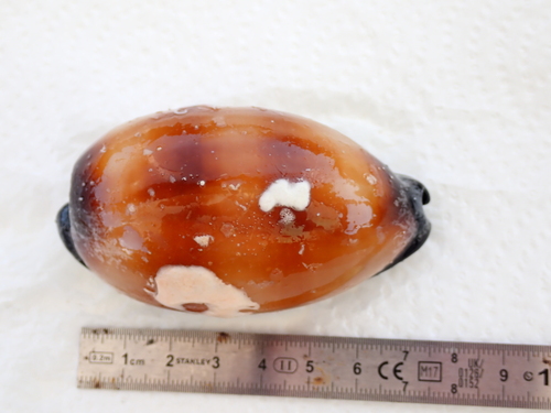 Cypraea talpa observed 2026-08-29