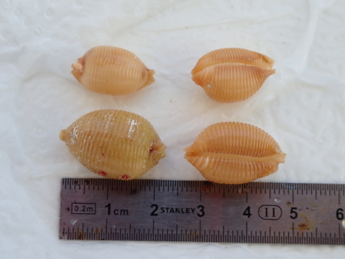 Cypraea childreni observed 2026-08-29