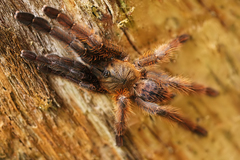 Ornithoctoninae
