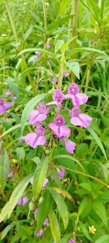 Garden balsam