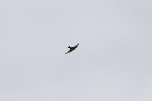 Eurasian Crag-Martin