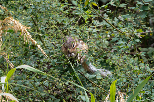 Siberian Chipmunk