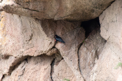 Red-billed Chough