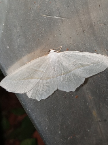 Pale Beauty
