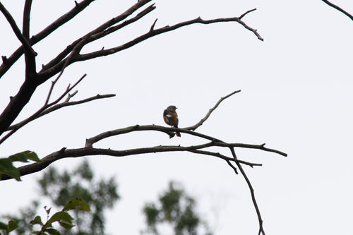 Daurian Redstart